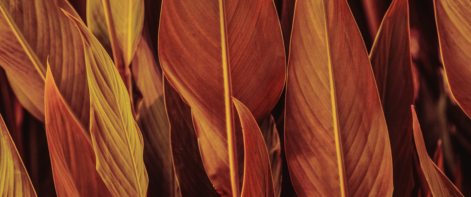 Cigar humidor - tobacco-leaves-title-image