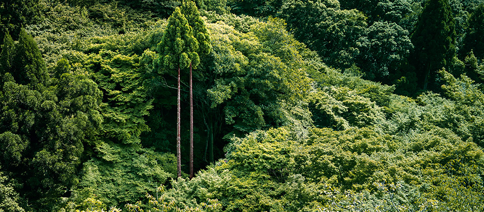 Green German & Austrian Forest for Parador Flooring